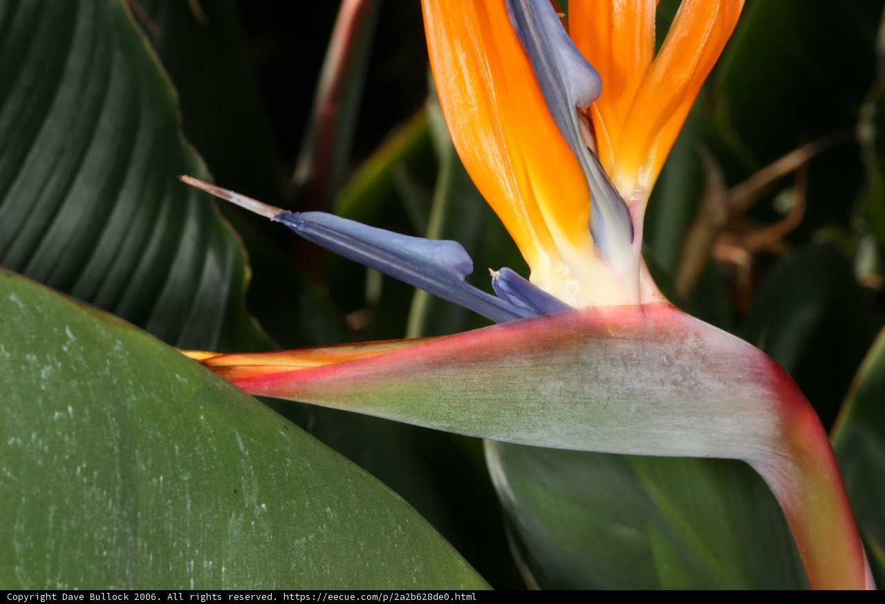 Majestic Bird of Paradise Flower