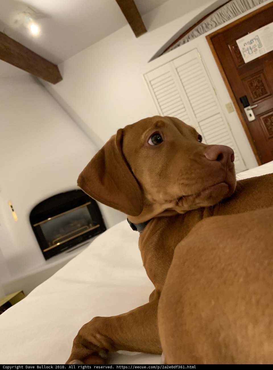 Resting on Hardwood