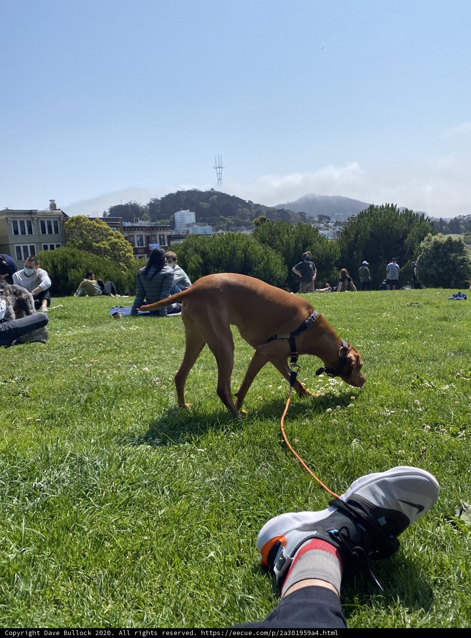 A Canine's Delight in Alamo Square