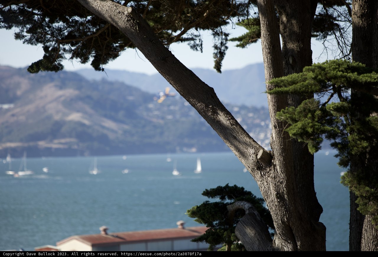 The Majestic Tree Amidst Fleet Week 2023