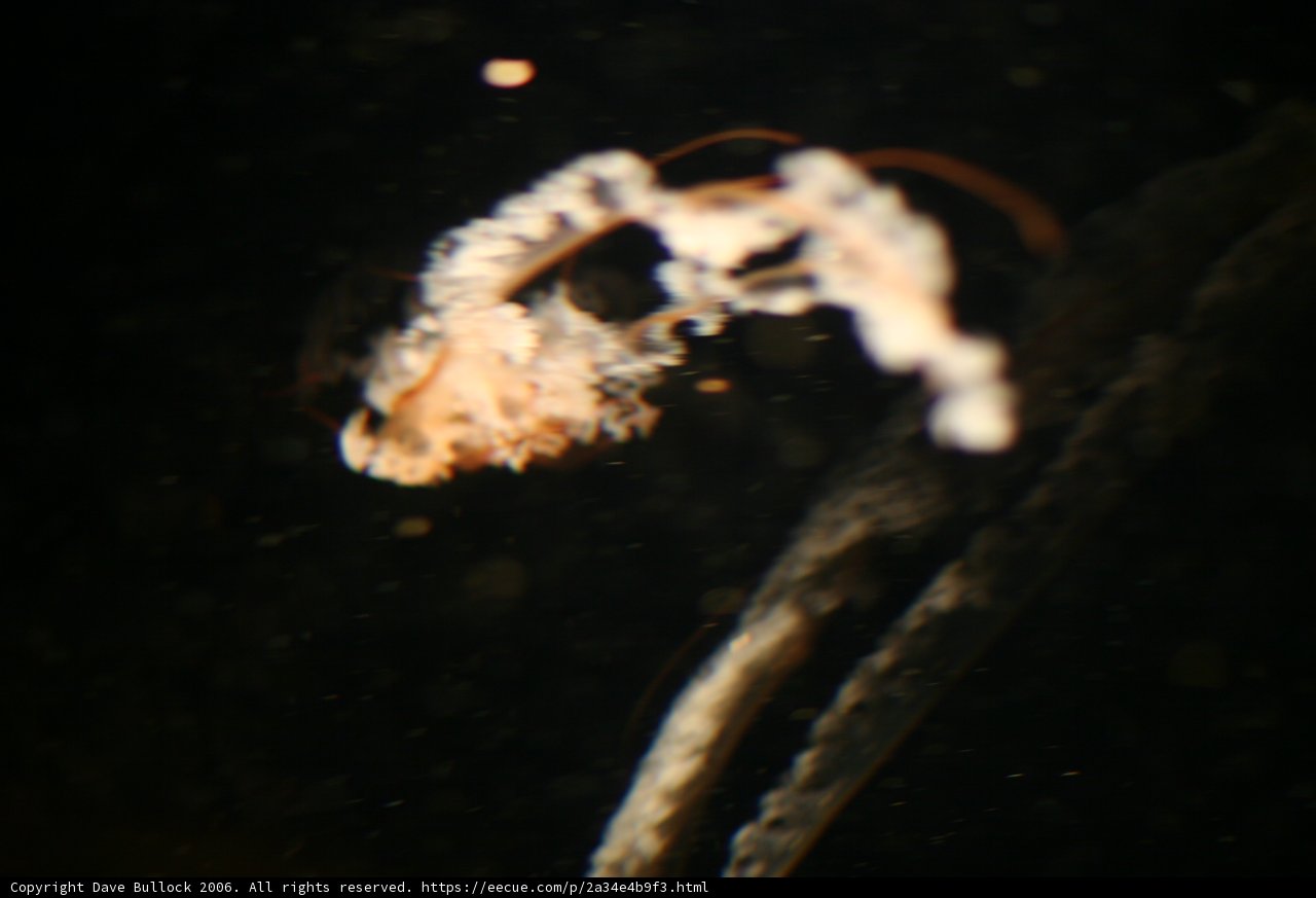Upside Down Crab