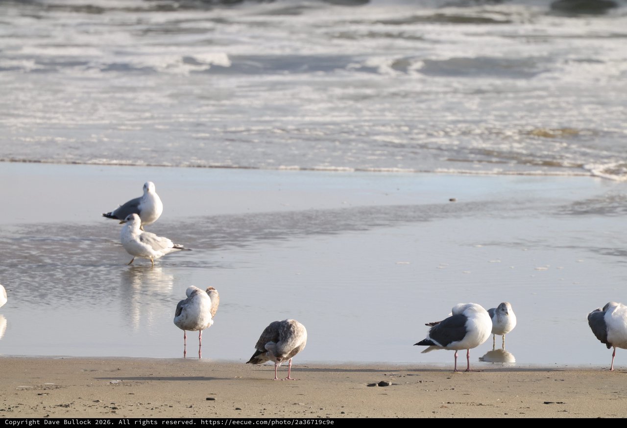 Seagulls Resting at Water's Edge on Coastal Beach