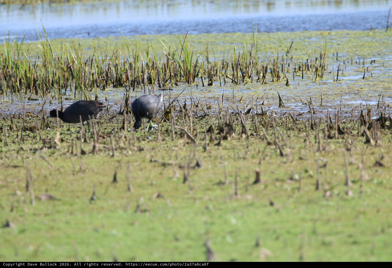 American Coots Foraging in Harvested Rice Field Wetland