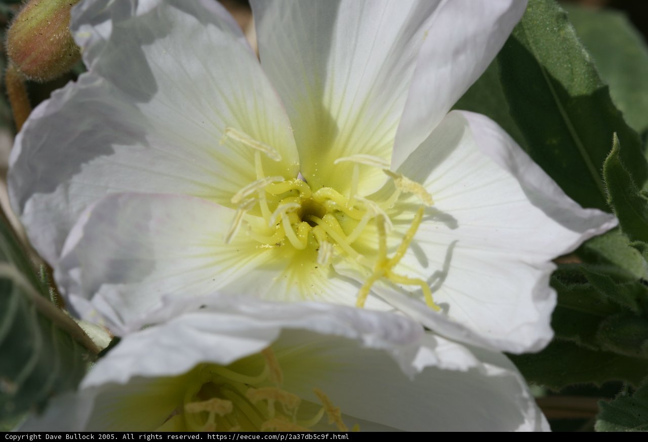 White Flower with Yellow Stamens