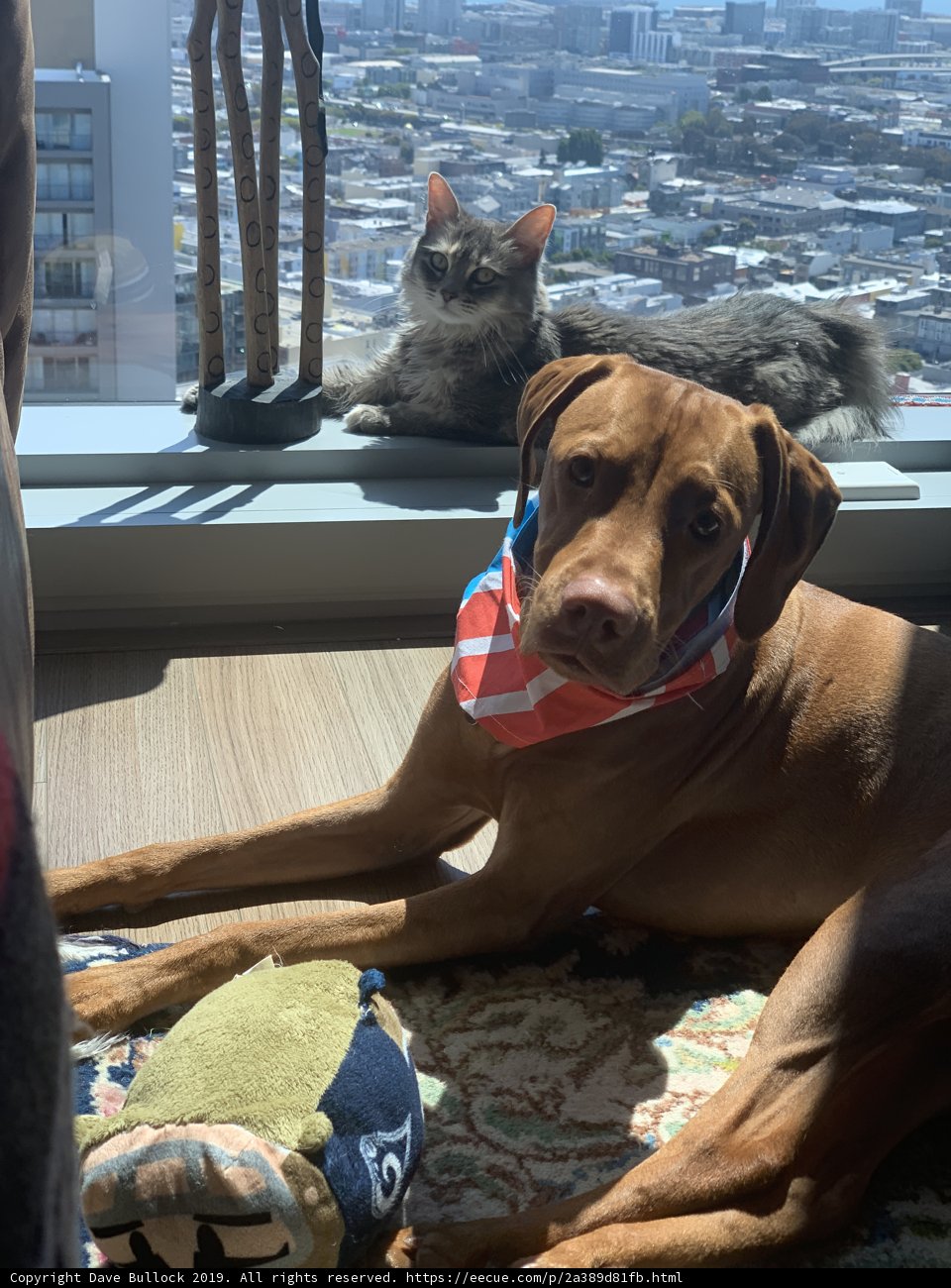 Feline and Hound