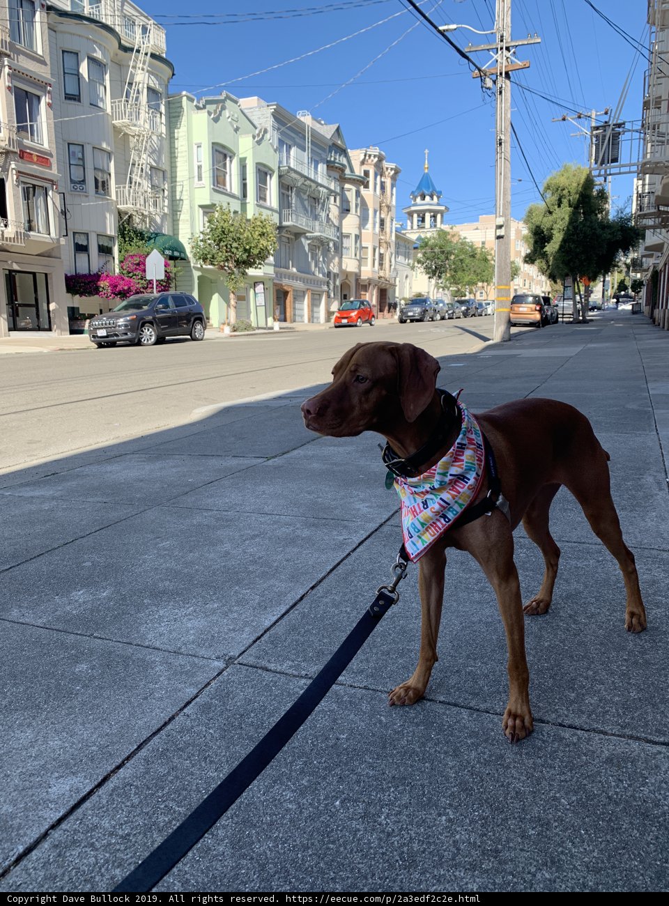 Stylish Pooch on the Sidewalk