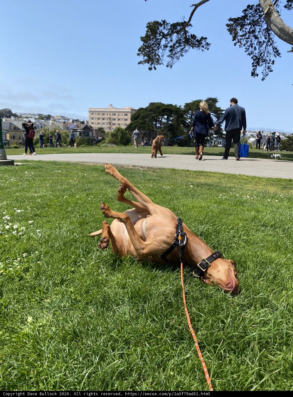 Grass Pup
