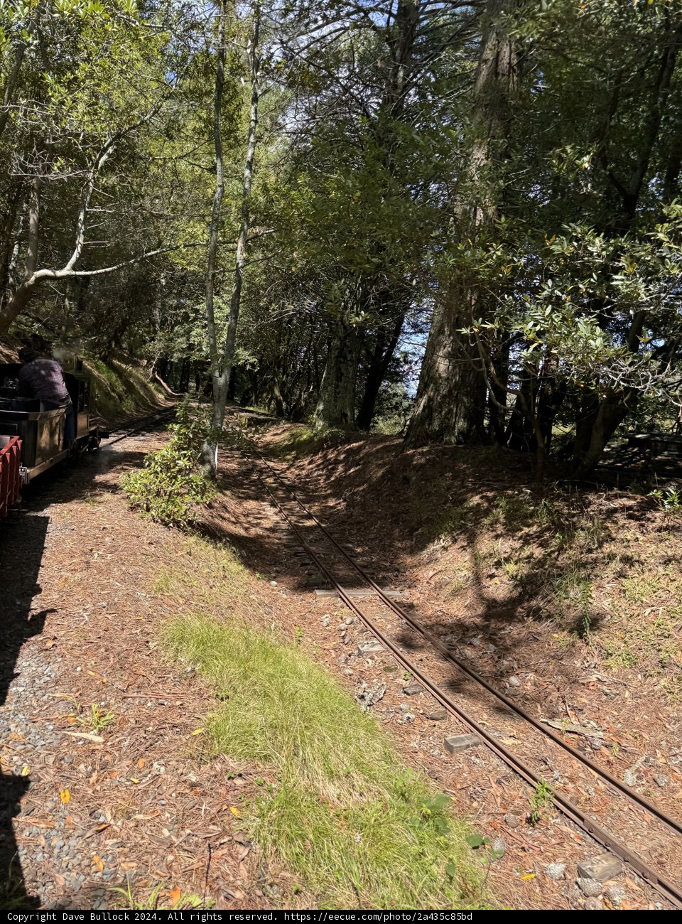 Journey Through Nature's Rails