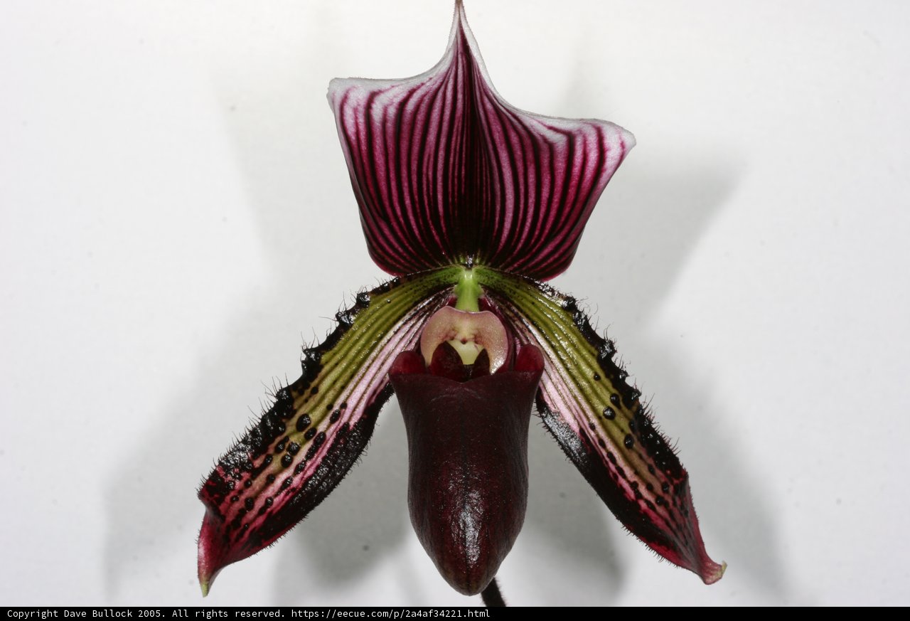 Vibrant Orchid