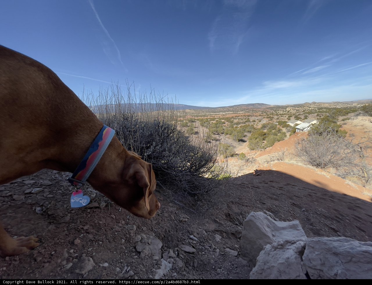 Canine Explorer