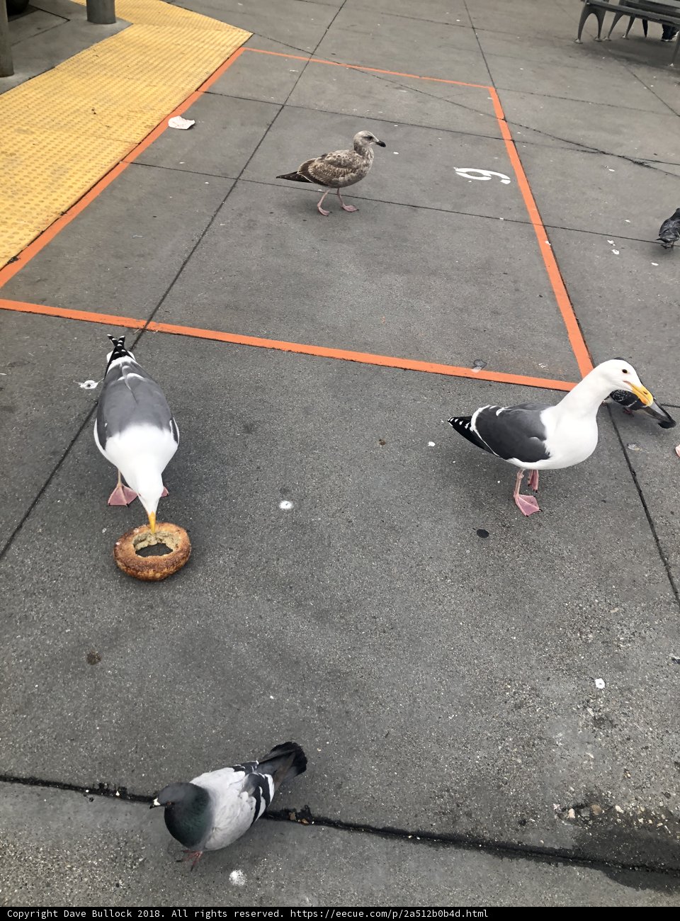 Bird Party on the Sidewalk