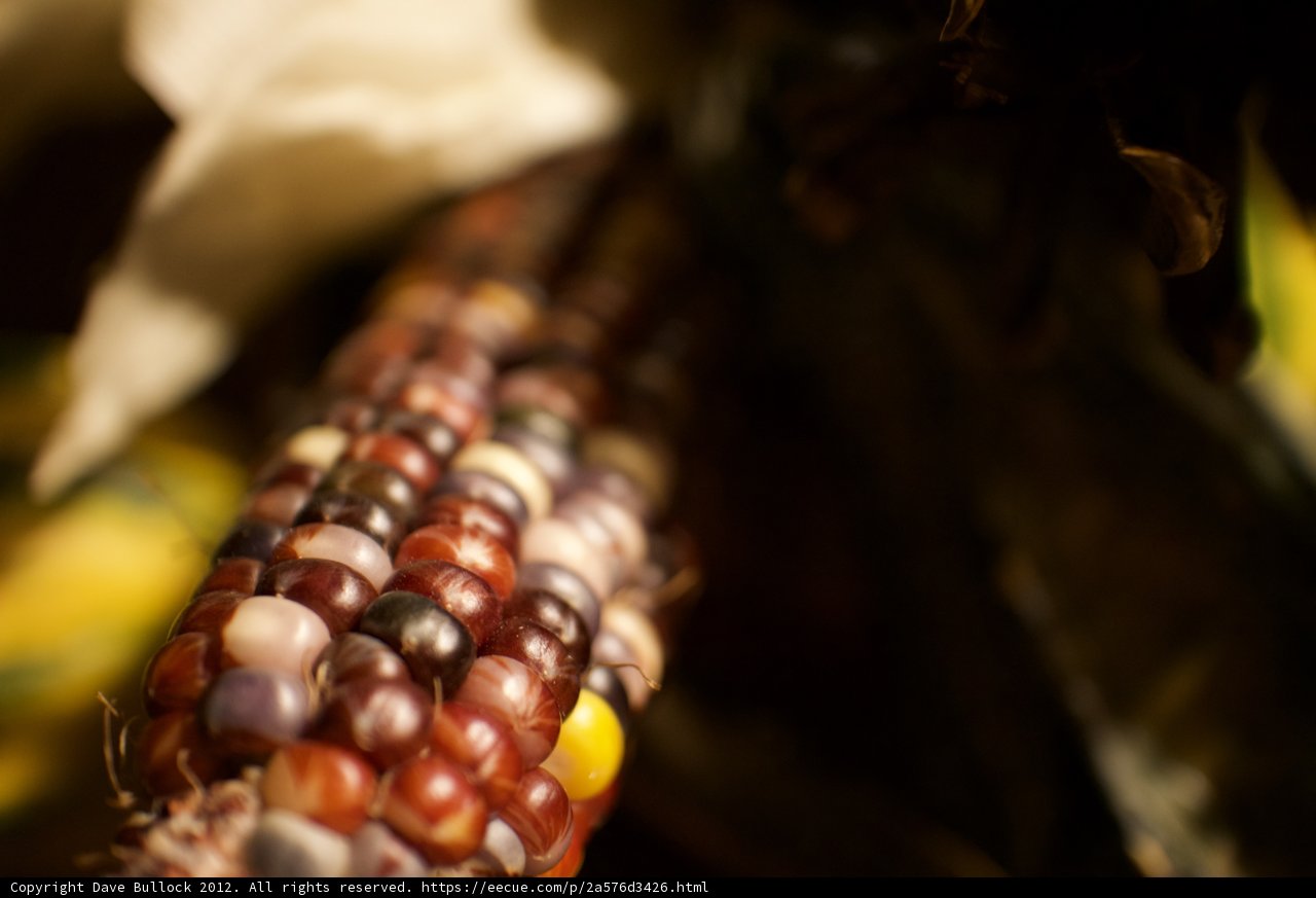 A Rainbow of Corn