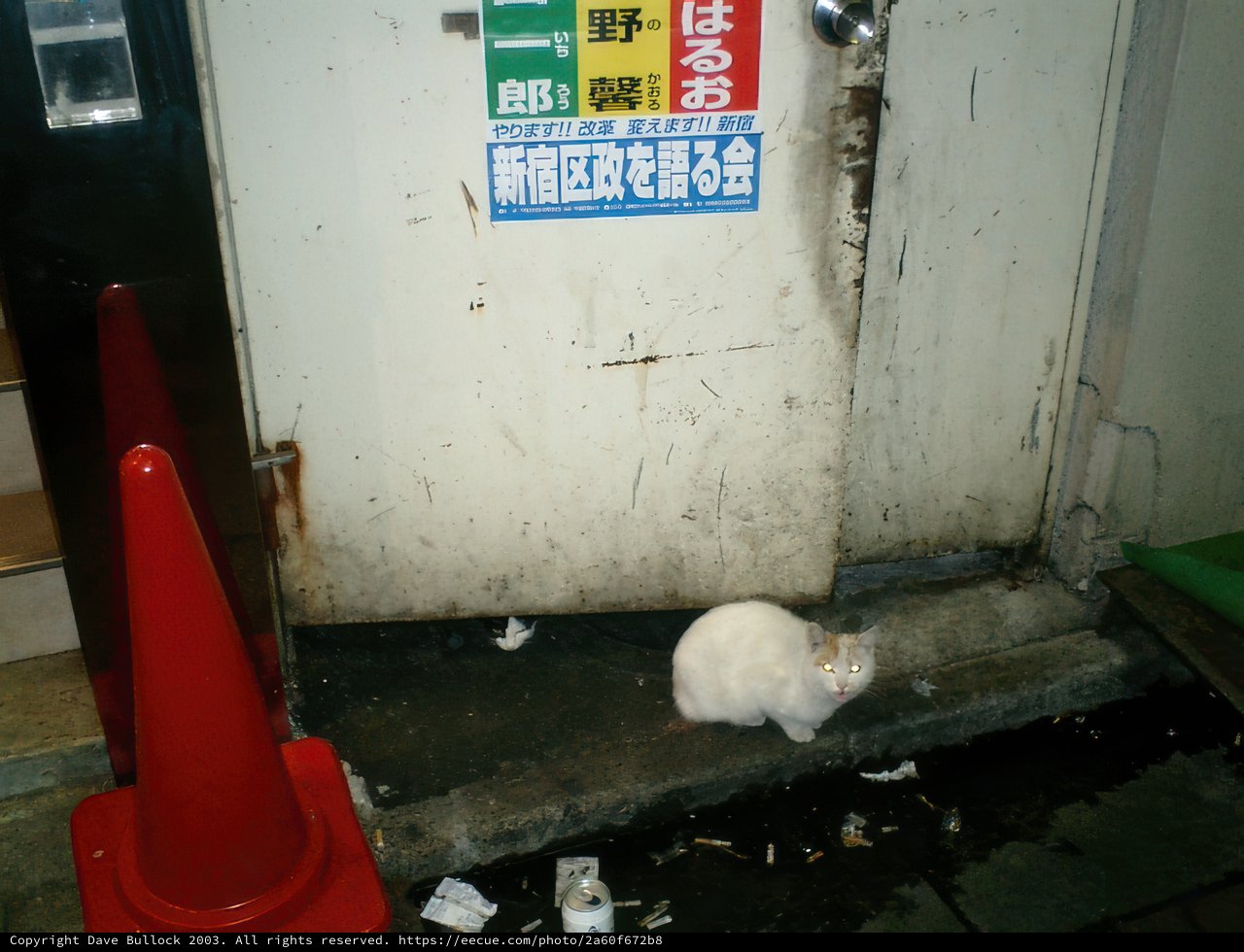 The Urban Cat