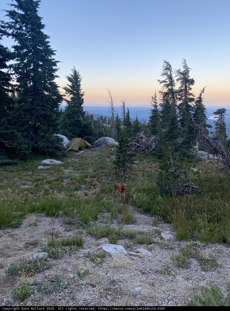 A Canine's Camping Adventure