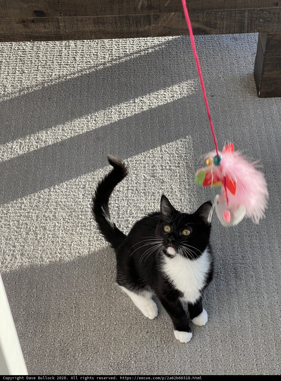 A Playful Black and White Manx Cat