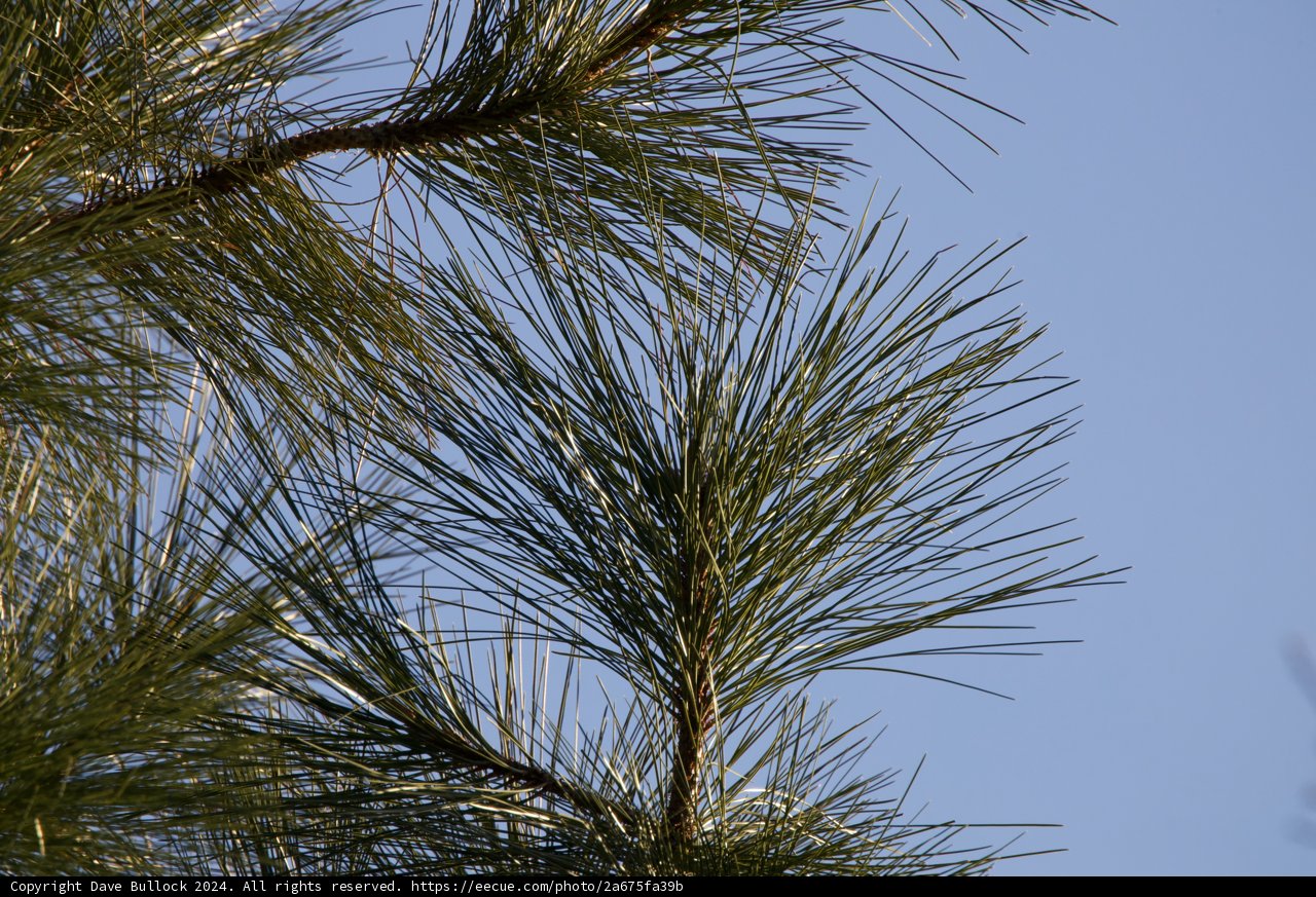 Whispering Pines