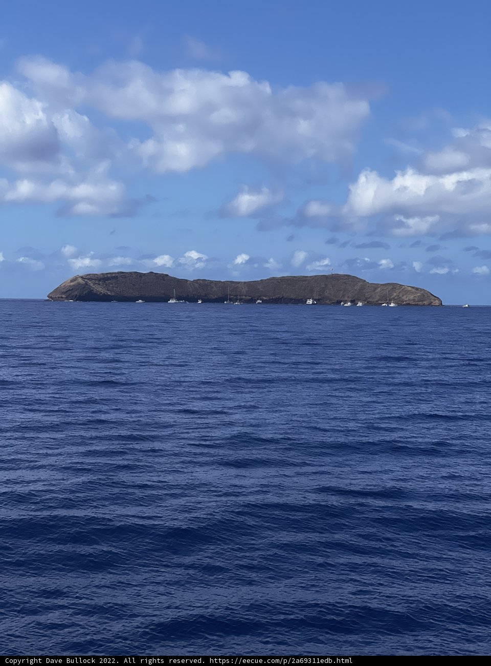 Island Oasis