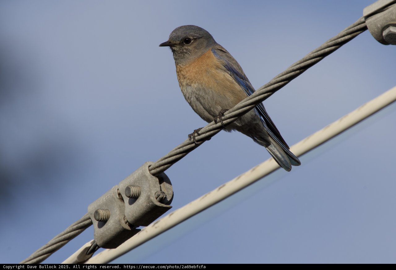 Perched Beauty in Blue