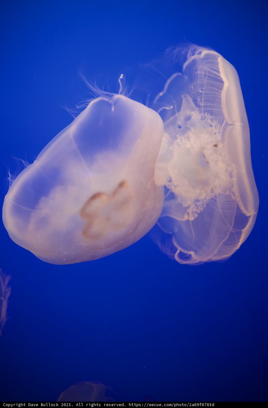 A Dance of the Deep: Jellyfish Exhibition, Monterey Bay Aquarium