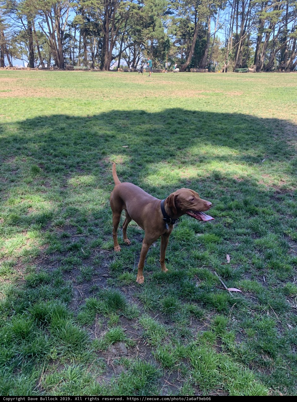 Playful Pooch on a Sunny Day