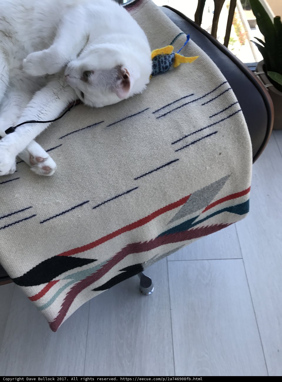 Cozy feline on a Sunday afternoon
