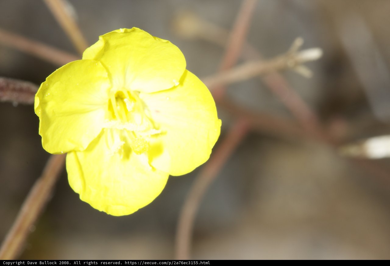 The Geranium in the Desert Field