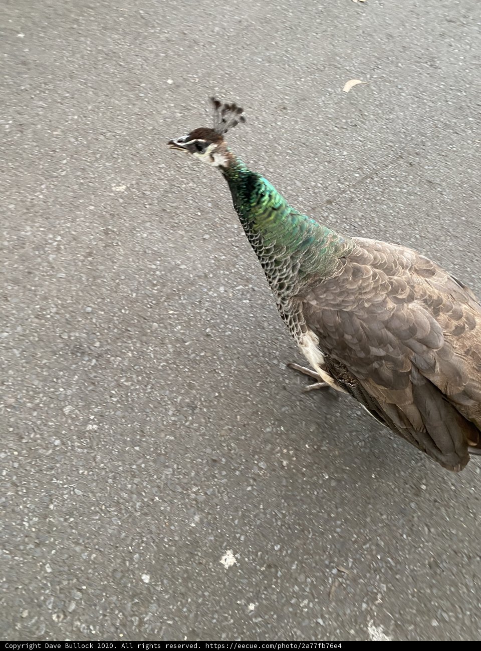 Regal Peacock Promenade