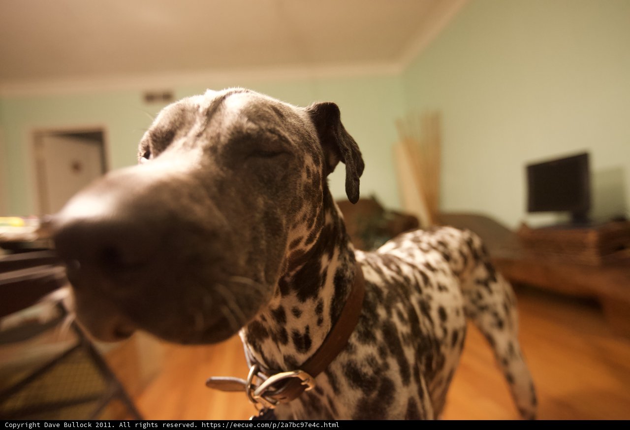 Spot the Dalmatian