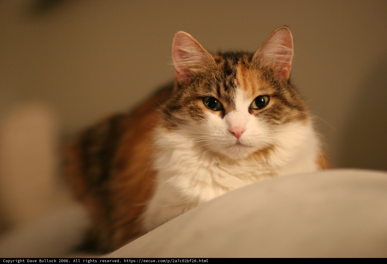 Comfy Cat on the Couch