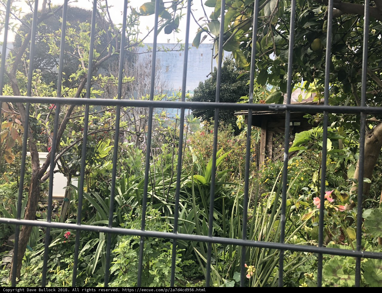 Serenity in the Garden