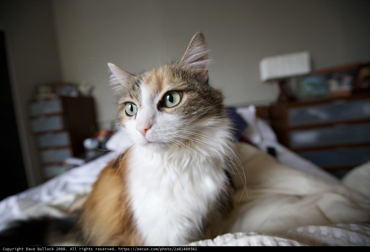 Cozy Calico