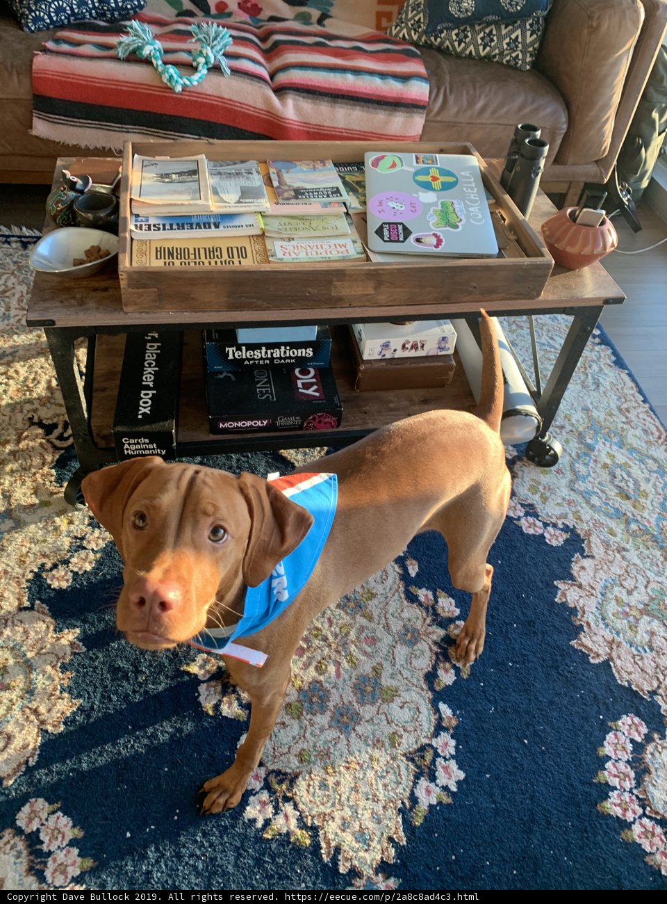 Furry Friend in the Living Room