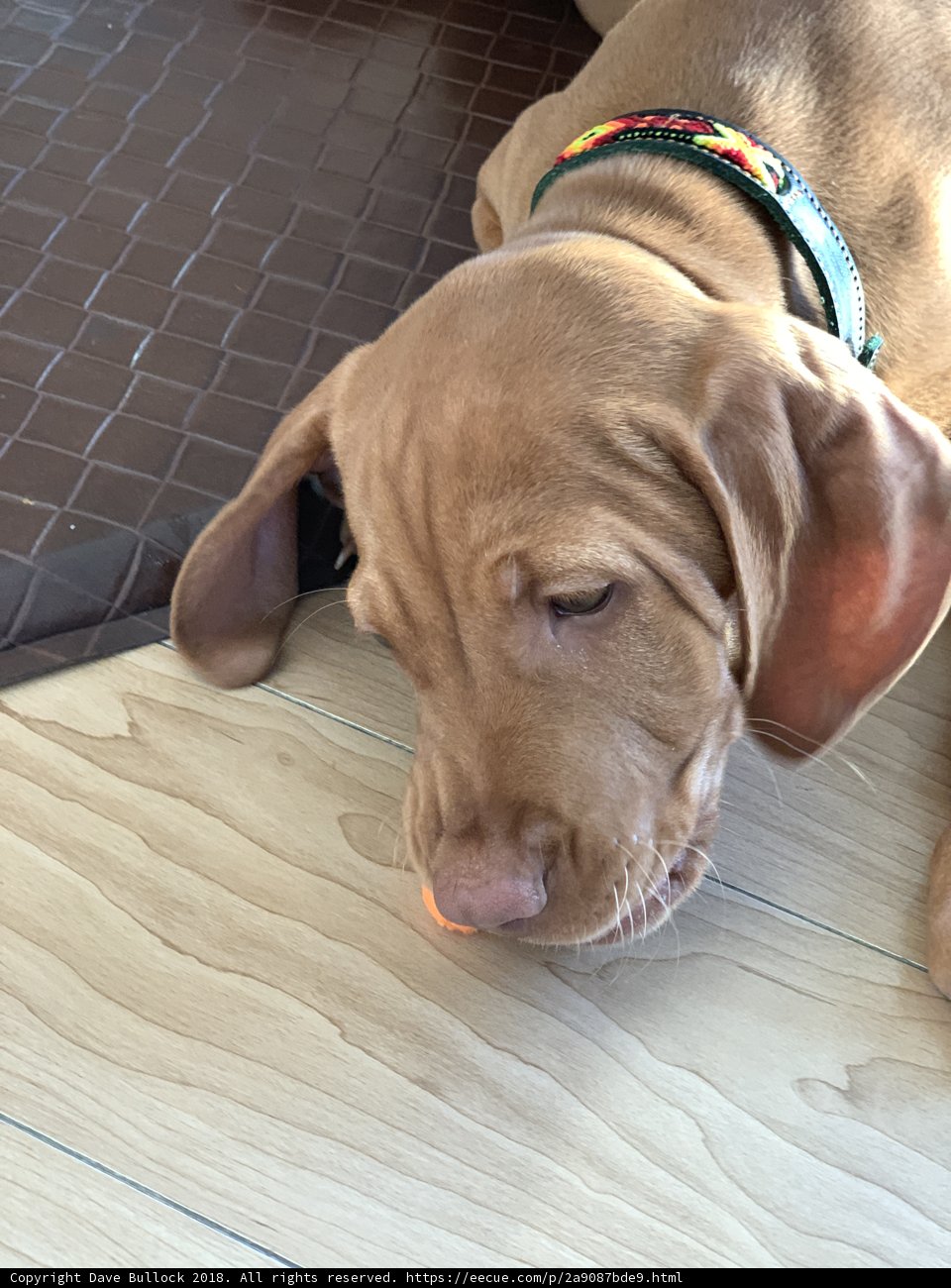 Lazy Day on Hardwood Floor