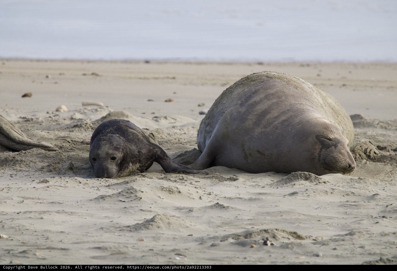 Elephant Seal Mother and Pup Resting on Sandy Beach