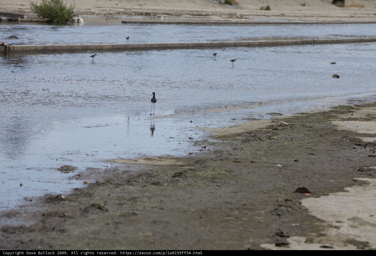 Solitary Bird by the Water