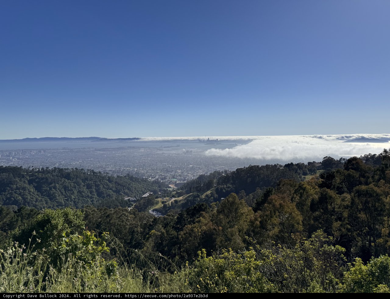 Overlooking the Fog-Covered Bay from Tilden Park