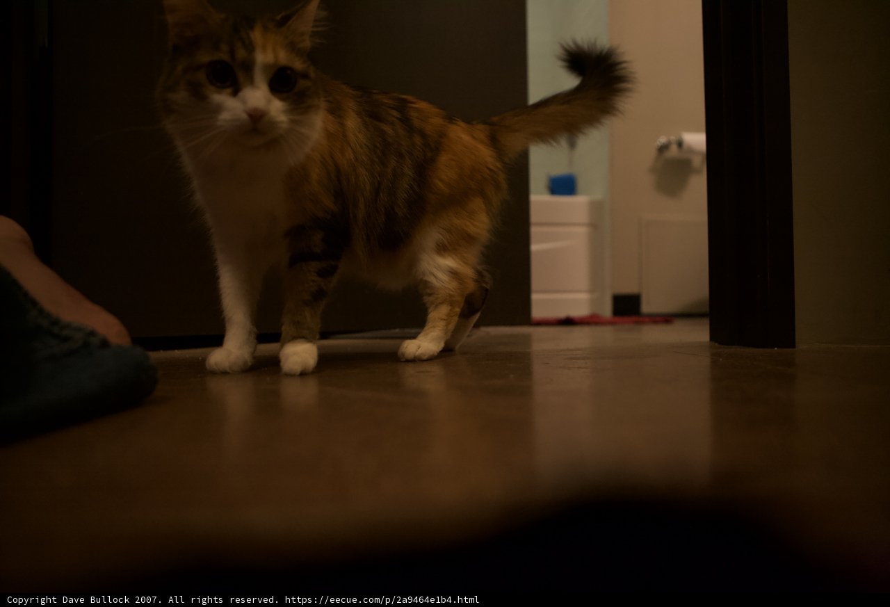 Nighttime Prowl