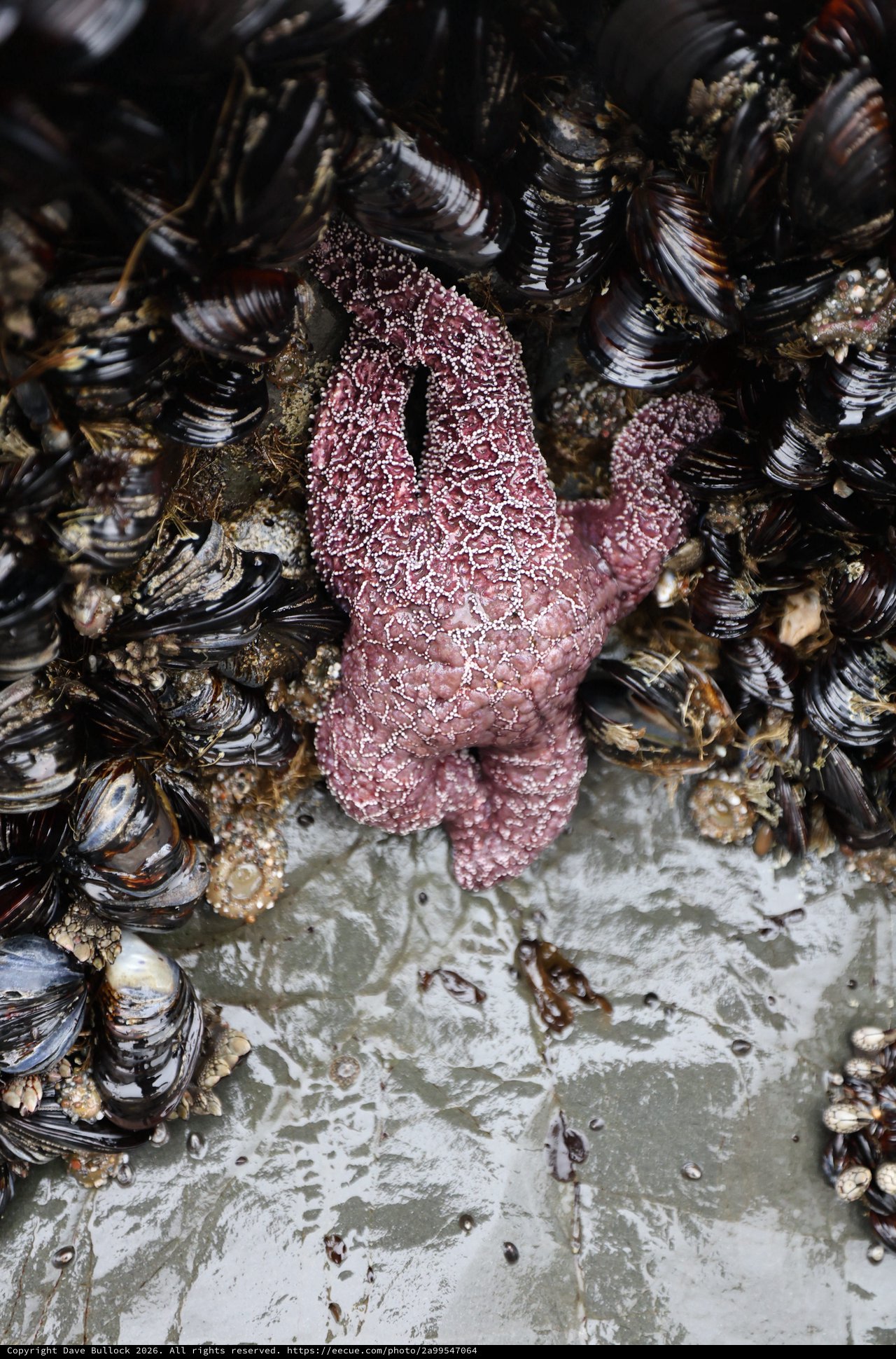 Purple Sea Star Among Mussels in Tide Pool