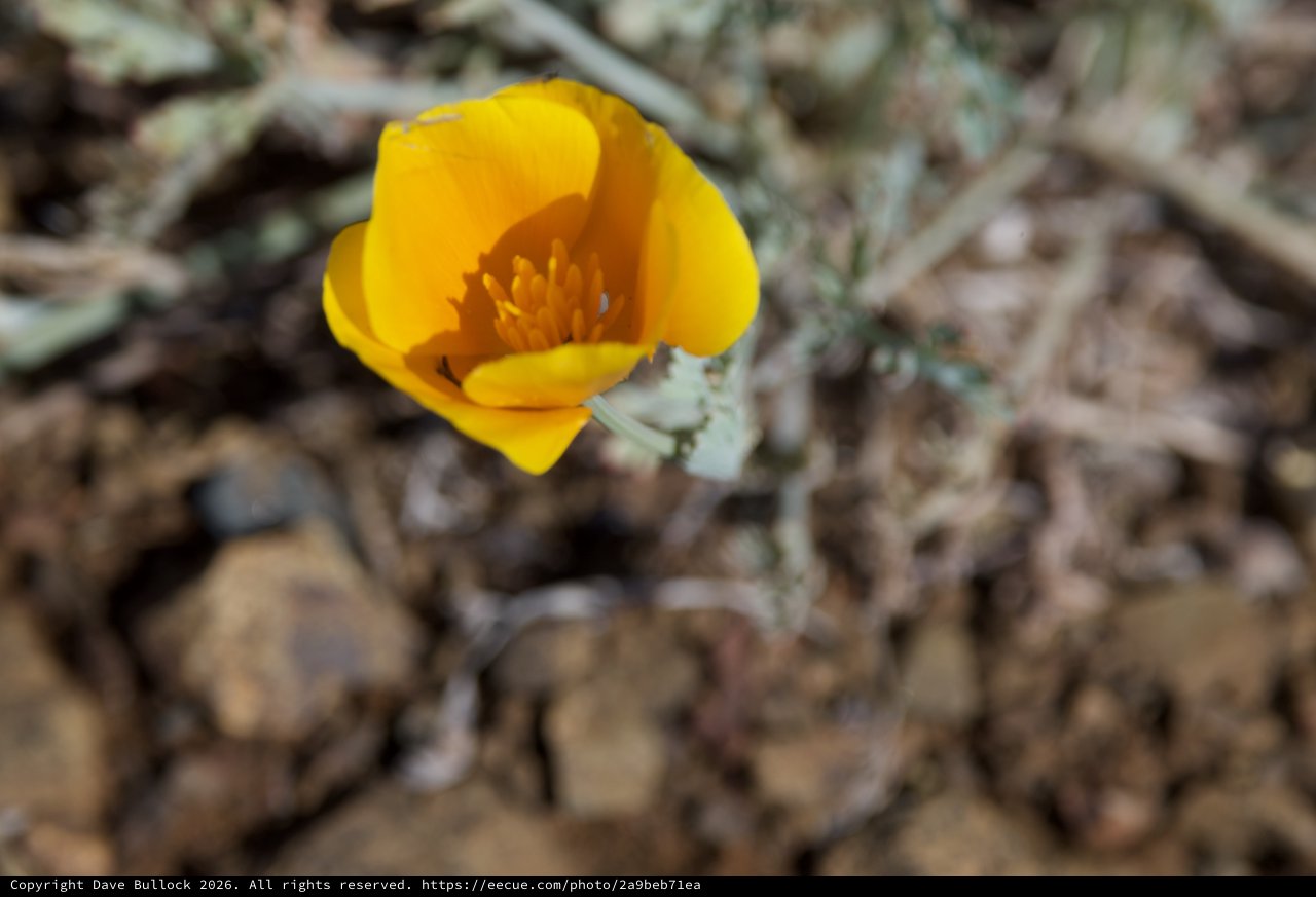 Golden California Poppy Blooms Against Arid Earth