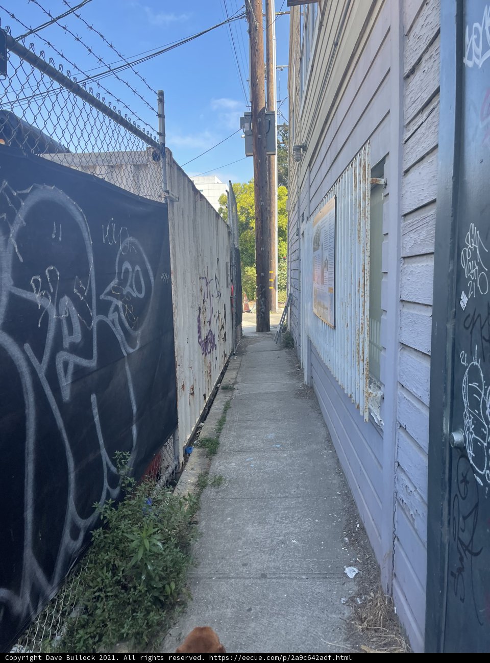 Graffiti Adventure with a Furry Friend