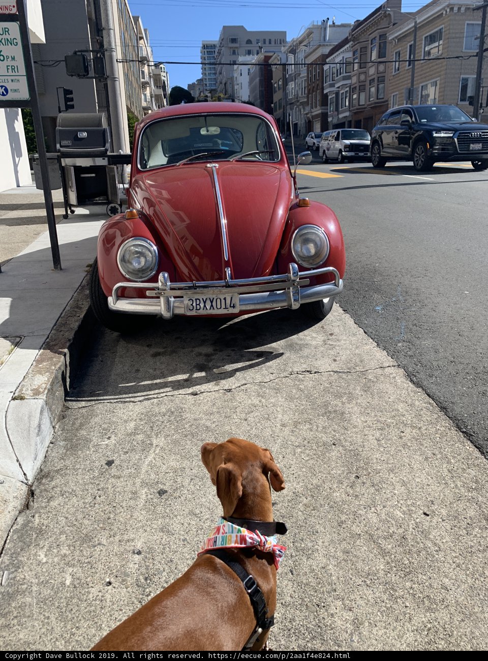 Curious Canine