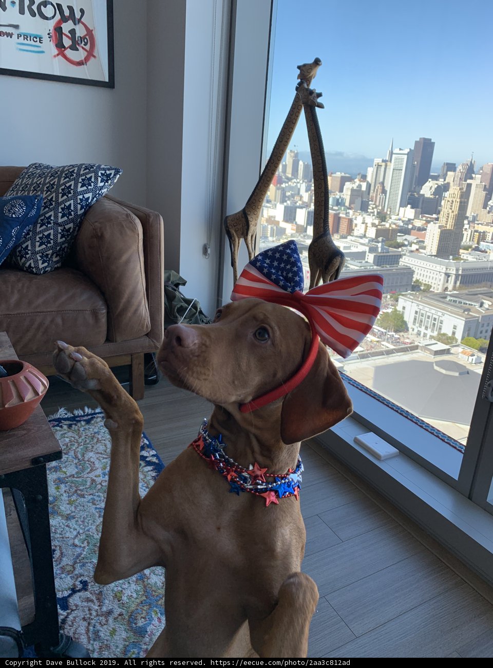 Patriotic Pup