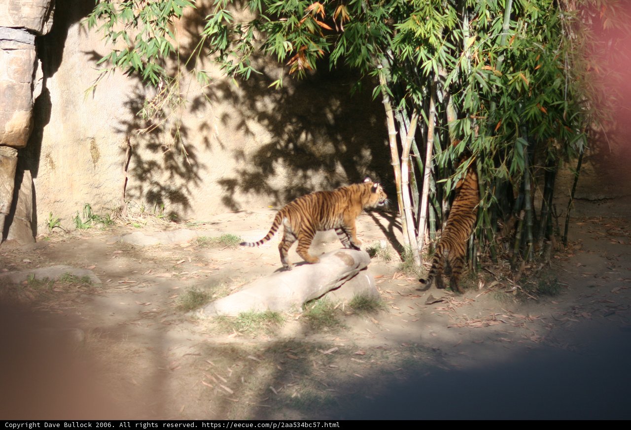 Tiger cub exploring the forest