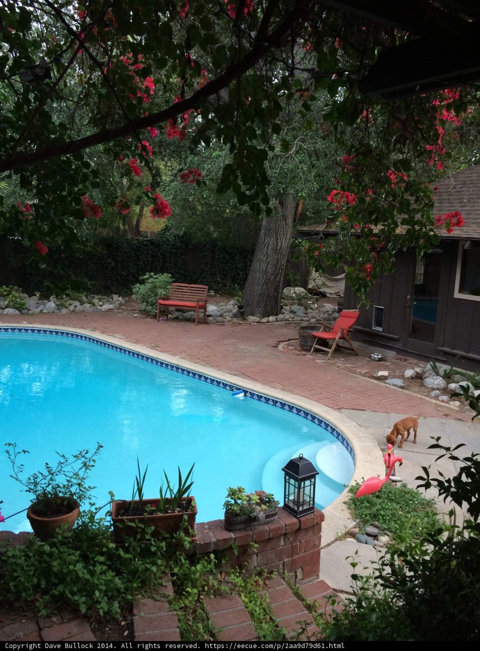 Tranquil Backyard Pool and Patio
