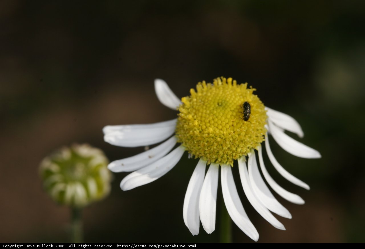 Bee collecting pollen from a daisy flower