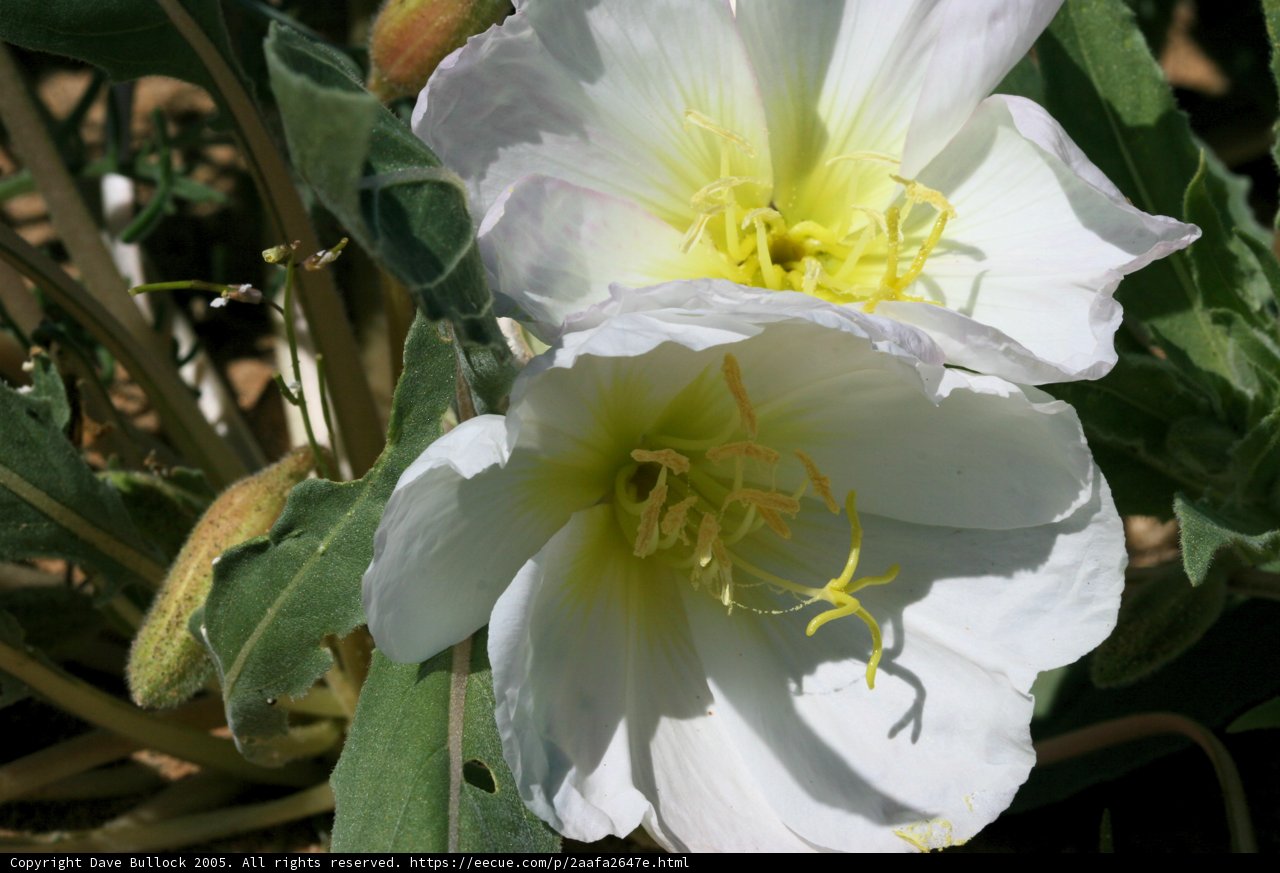 Twin White Flowers with Yellow Centers