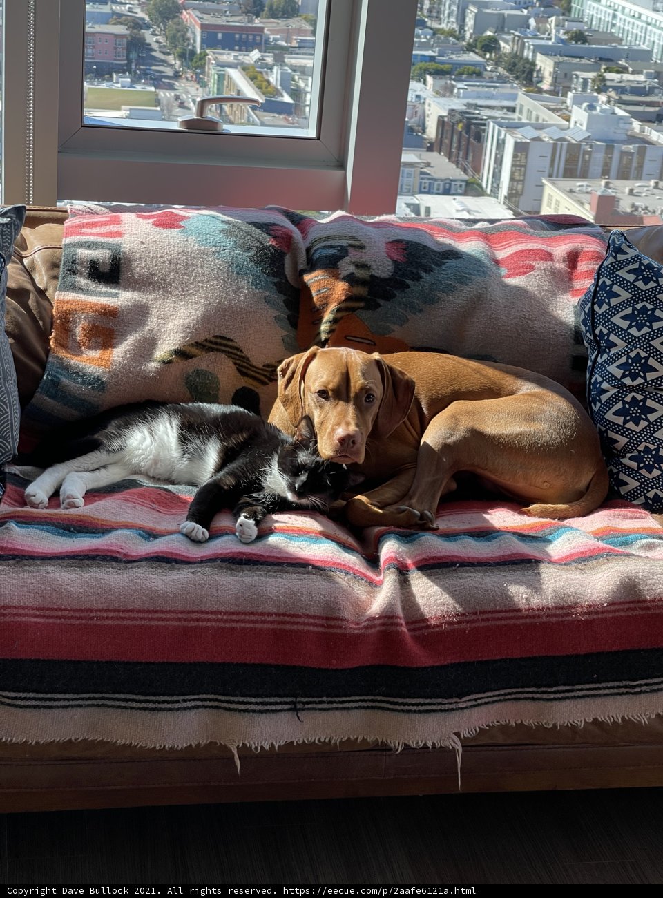 Furry Companions on a Cozy Couch