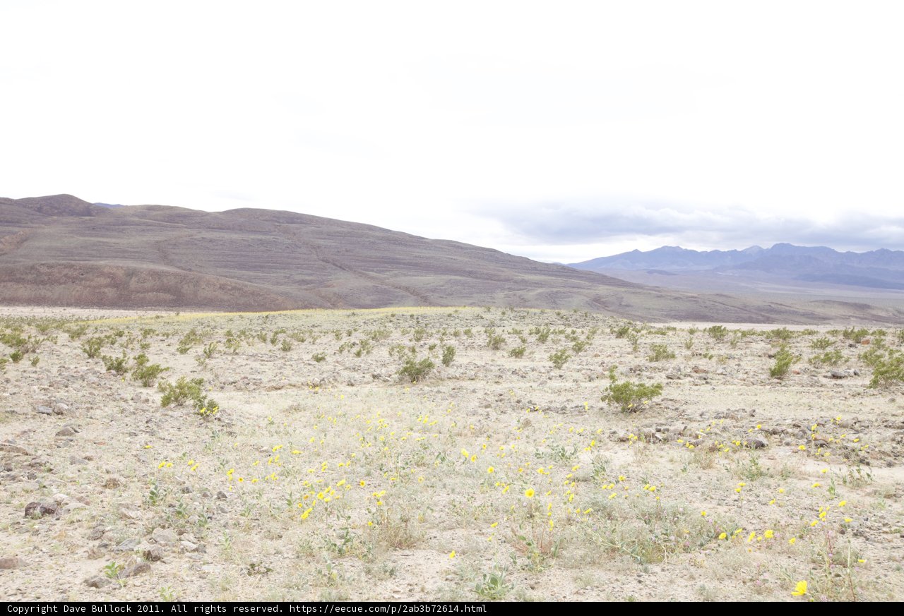 Mountain Meadow