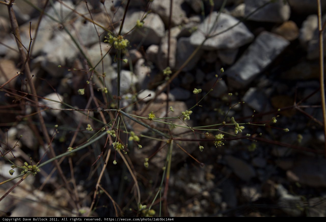 A Fragile Oasis in the Rubble