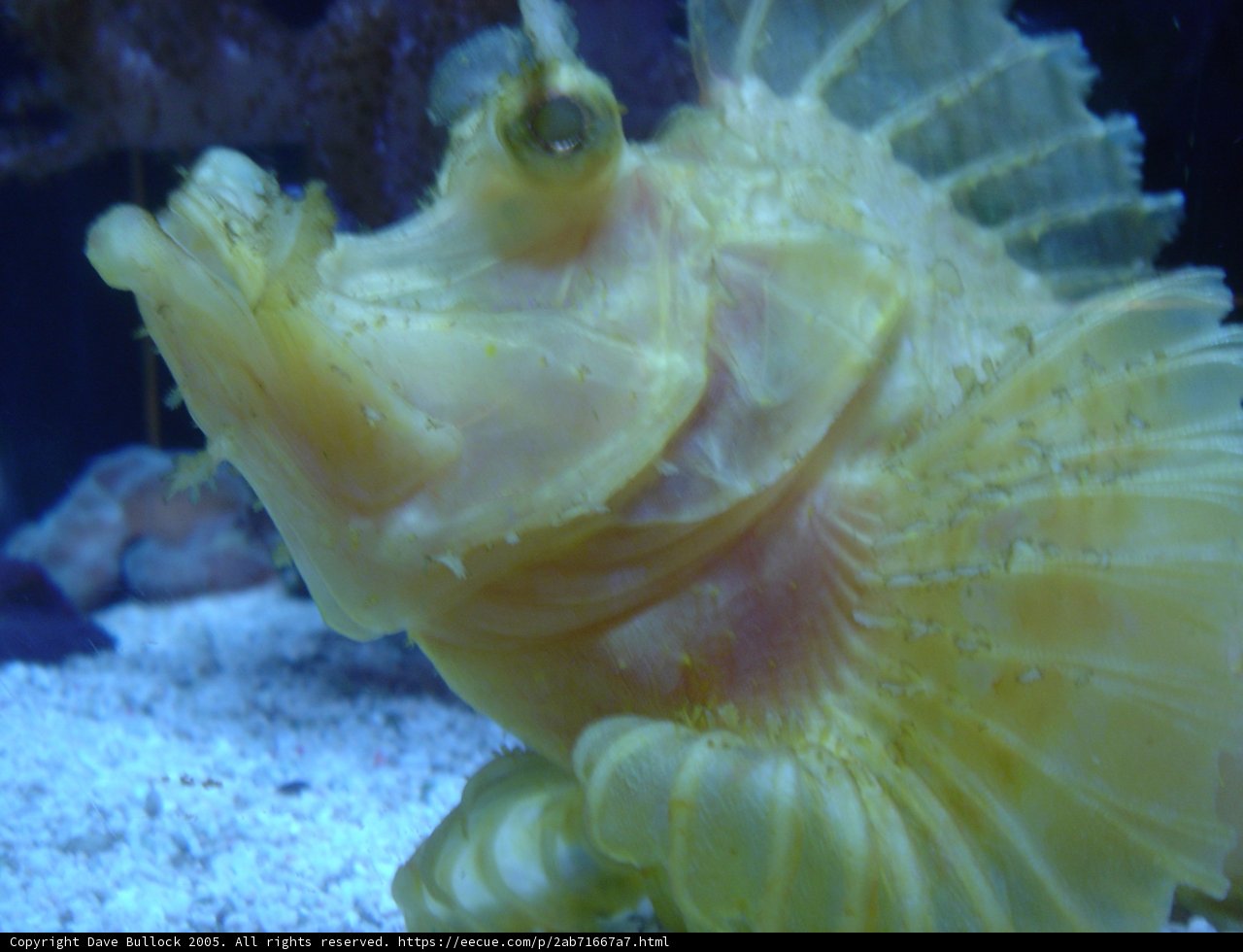 Golden-Tailed Fish in the Depths